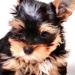Yorkshire Terriers from Uptown Yorkies