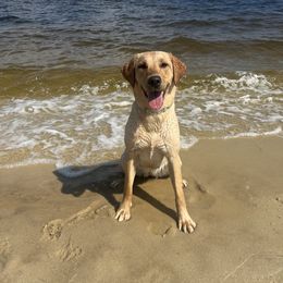 Labrador Retriever All Grown Up from Climbing Stone Labradors