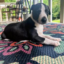 Jett - Black male Whippet puppy in Oneida, Tennessee from Saving Grace