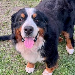 Rome - Bernese Mountain Dog
