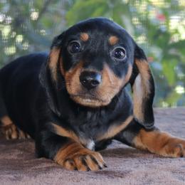 Dachshund Puppies from Divine Dachshunds