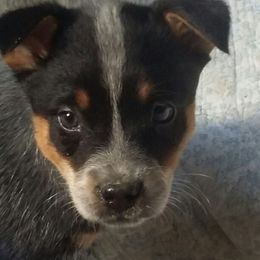 Australian Cattle Dog Puppies from RnB Cattle Dogs