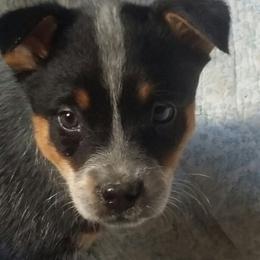 Australian Cattle Dog Puppies from RnB Cattle Dogs