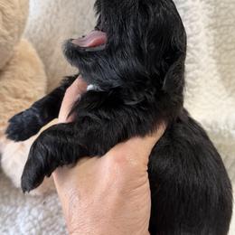 Boy 1 - Black male Shih Tzu puppy in Ocala, Florida from Mimi's Shih-tzus of Ocala