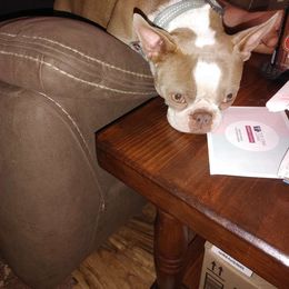 Scrarlett - Boston Terrier