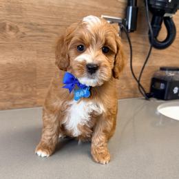 Bay - Red  male Goldendoodle puppy in West Haven, Utah from Split Mountain Doodles