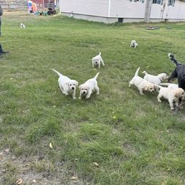 Labrador Retriever Puppies from SR Labrador Retrievers