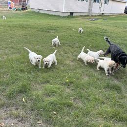 Labrador Retriever Puppies from SR Labrador Retrievers