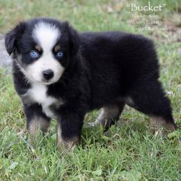 Bucket - Black tri male Miniature Australian Shepherd puppy in Evant, Texas from Lazy VT Bar Ranch