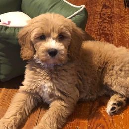 Aussiedoodle and Goldendoodle Puppies from Illinois Countryside Doodles