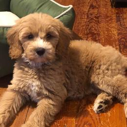 Aussiedoodle and Goldendoodle Puppies from Illinois Countryside Doodles