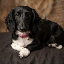 Pip - Dachshund