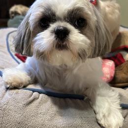 Nya - Shih Tzu