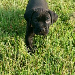 Boy 3 - Cane Corso puppy in Bryan, Texas from Lone Star Cane Corso