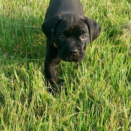 Boy 3 - Cane Corso puppy in Bryan, Texas from Lone Star Cane Corso