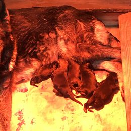 German Shepherd puppies from Vom Oma Haus Kennels