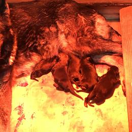 German Shepherd puppies from Vom Oma Haus Kennels