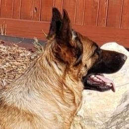 Gia - German Shepherd