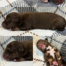 Malcom - Red tri-color male Australian Shepherd puppy in Nicholasville, Kentucky from Sugar Creek Aussies