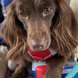 Jersey - Dachshund