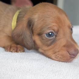 Bella - Chocolate and tan female Dachshund puppy in Waddell, Arizona from The Bearded Companions
