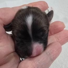 Maple - White and red female Papillon puppy in Hollister, Missouri from Swan Creek Kennel