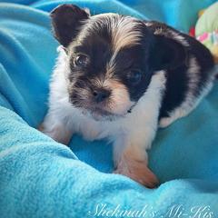 Mi-Ki and West Highland White Terrier Puppies from Cricket Hill’s Westies and Shekinah’s Mi-Kis