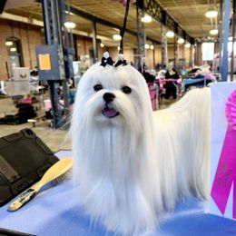 Maltese All Grown Up from Iron Angel Maltese