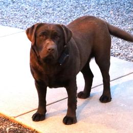 Lacy - Labrador Retriever