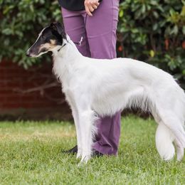 Mira - Silken Windhound