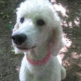 Minnie Pearl - Poodle