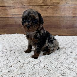 Rudy - Merle male Cockapoo puppy in Beresford, South Dakota from DAKOTA DOOD RANCH