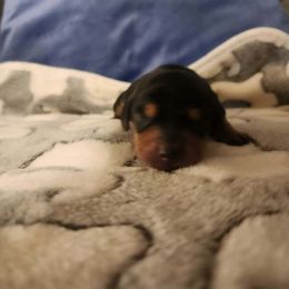 Dachshund Puppies from Wootens Wünderhunds