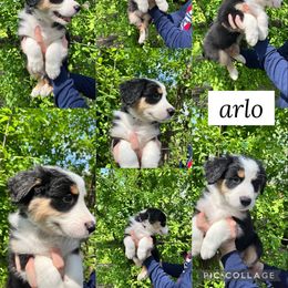 Australian Shepherd Puppies from Virginia Risley