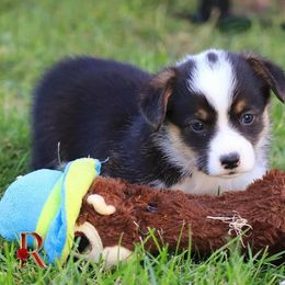 Pembroke Welsh Corgis from Black River Kennels