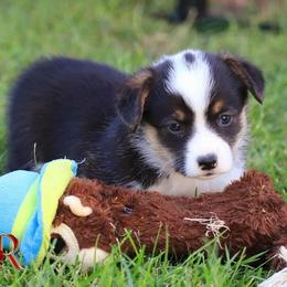 Pembroke Welsh Corgis from Black River Kennels
