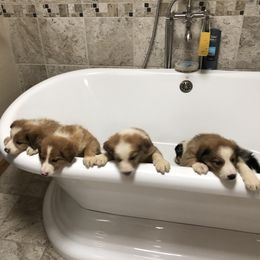 Border Collie Puppies from Burke BC’s