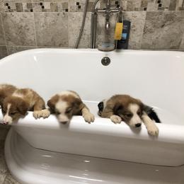 Border Collie Puppies from Burke BC’s