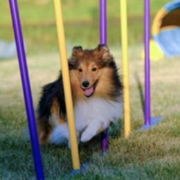 Shetland Sheepdogs from ELBERETH