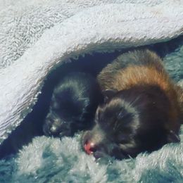 Pomeranian Puppies from SDR Pomeranians