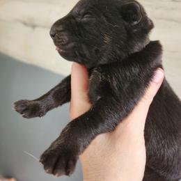 Black - Bi-color male German Shepherd puppy in Harwood, Maryland from Reddington Shepherds