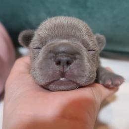 French Bulldog Puppies from Short Leg Frenchies