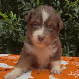 Paprika - Red tri-color female Australian Shepherd puppy in Inverness, Florida from Swamp Puppy Canine Kennel