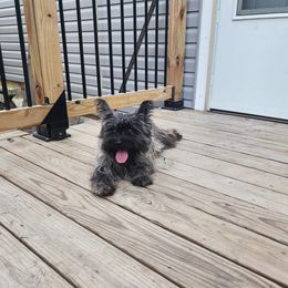Dulsie - Cairn Terrier