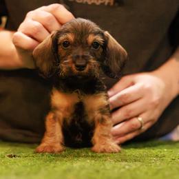 Bree - Red female Dachshund puppy in Auxvasse, Missouri from Above Par Kennels