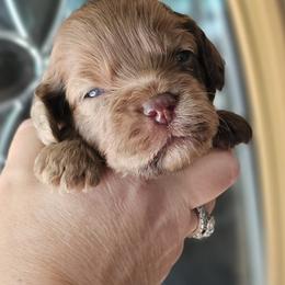 Dark Pink Female - Brown and white female Cockapoo puppy in Mocksville, North Carolina from Hunting Creek Farms