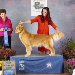 Sealy - Golden Retriever