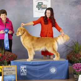 Sealy - Golden Retriever