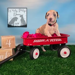 Pink collar (panda) - Harlequin female Great Dane puppy in Lore City, Ohio from Windy Ridge Danes