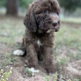 Aussiedoodle, Poodle, and Saint Berdoodle Puppies from Remington Kennels, LLC